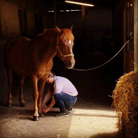 Ékinétik — travail avec le cheval