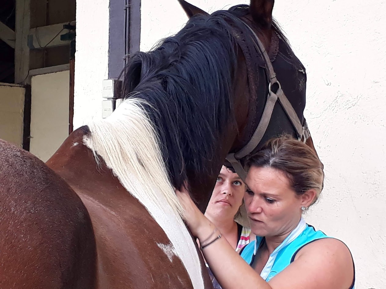 Stage massage équin