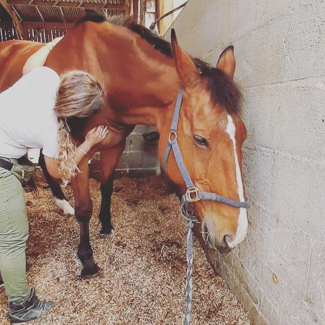 Stage massage équin