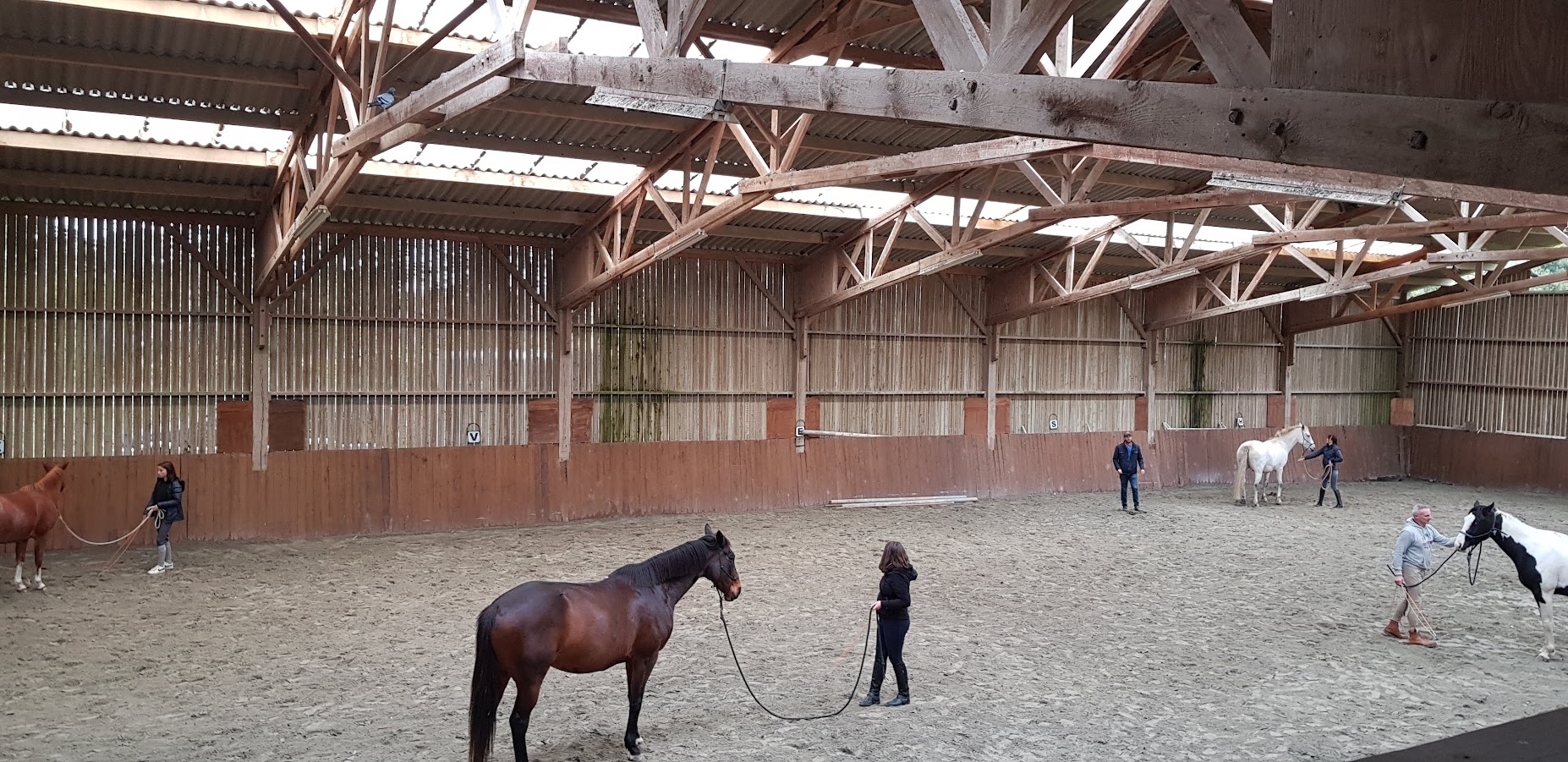 Communication avec le cheval en stage éthologique